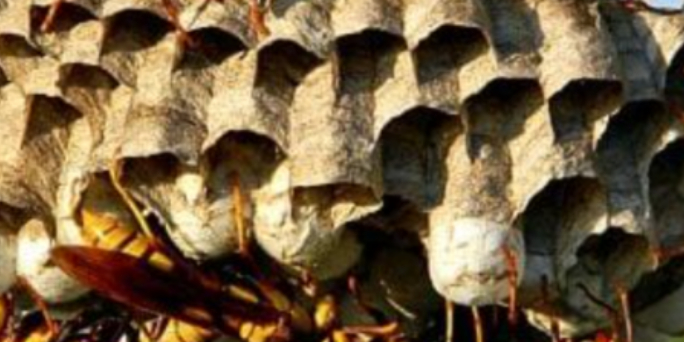 A méh és darázscsípés veszélyei